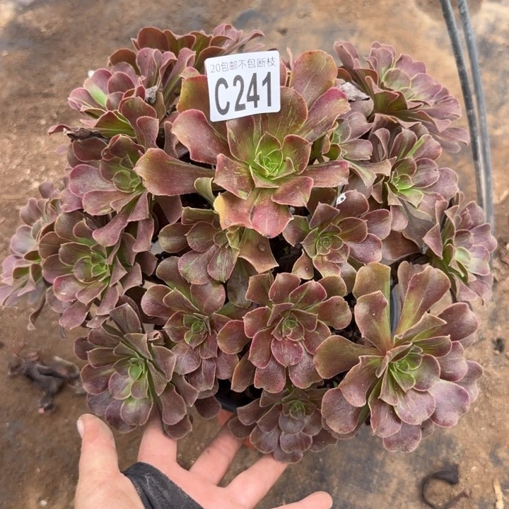 欧诺拉……多肉植物……