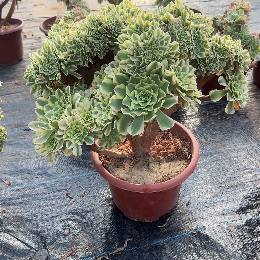 水***青无花朵绿豆沙追剧啊来咯哦哦哦哦