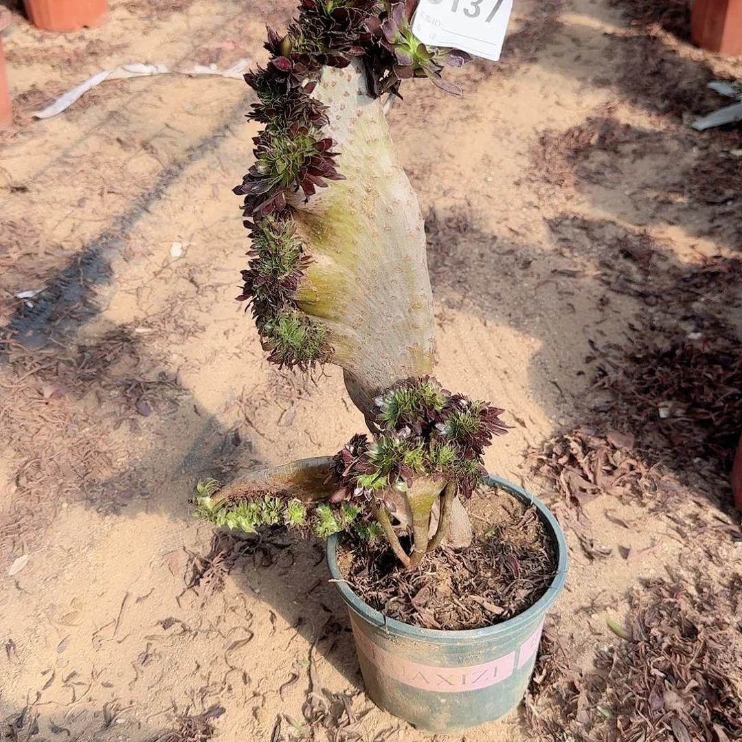 137黑法师一颗呀呀