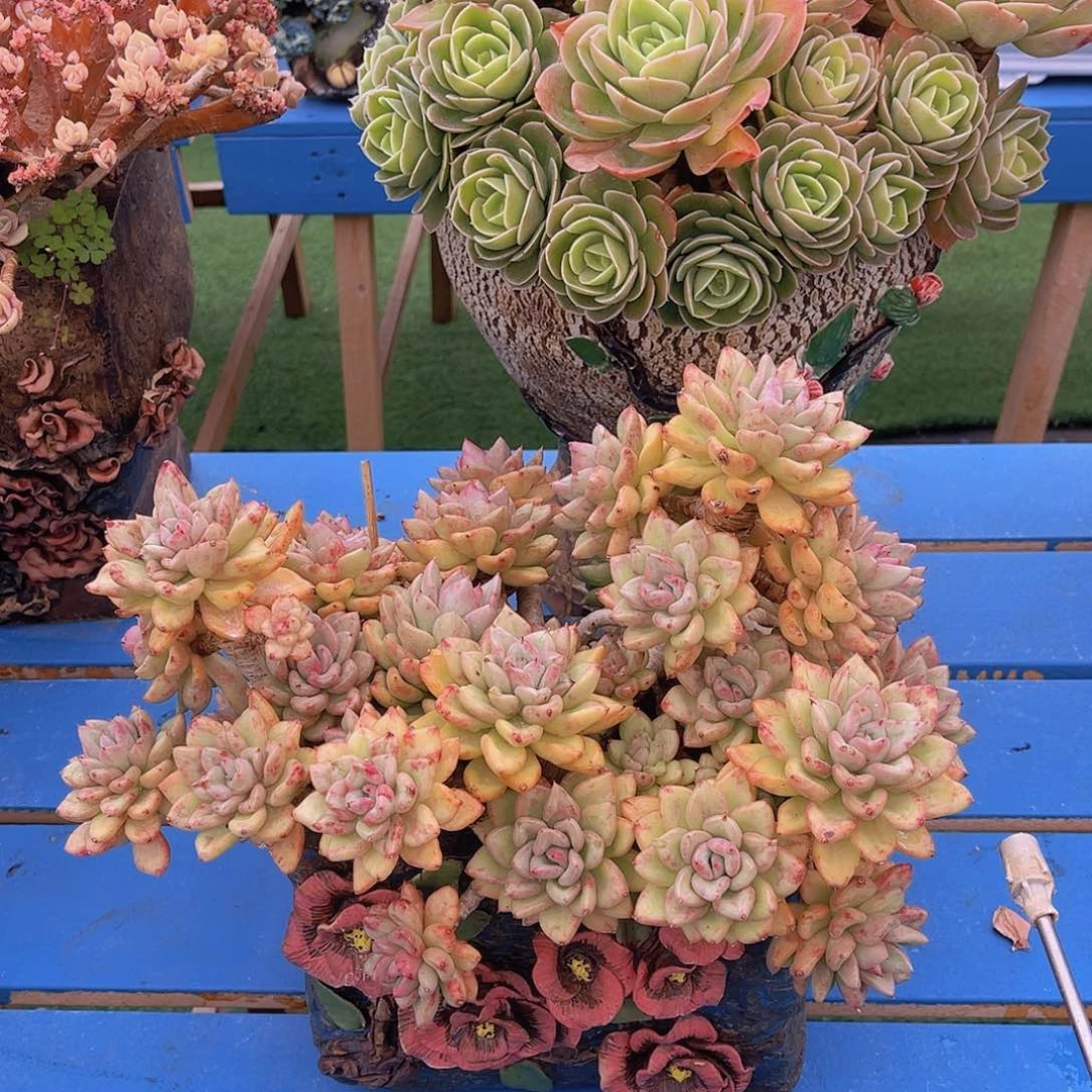 ㊗️**所罗门缀定金栋姐