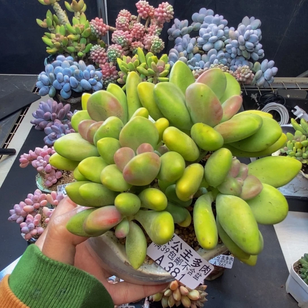 381芒果奶多肉12c m