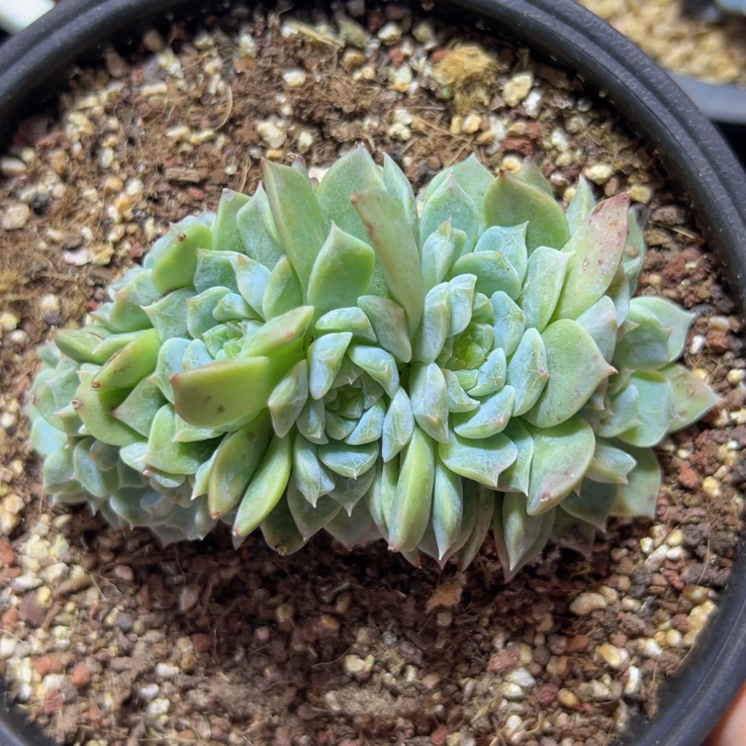 新年快乐 新年快乐