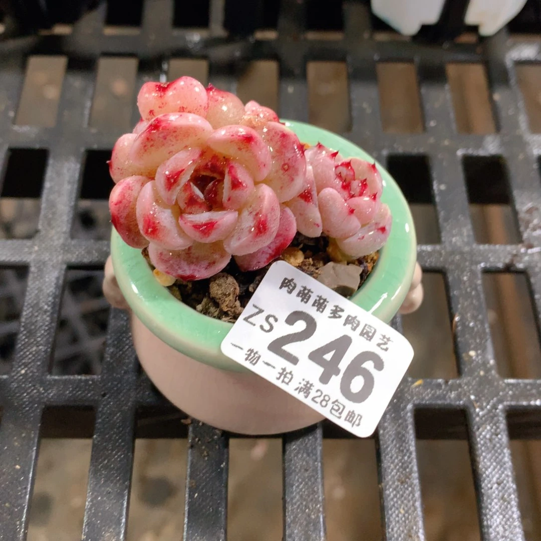 肉萌萌拇指盆精控多肉ZS246