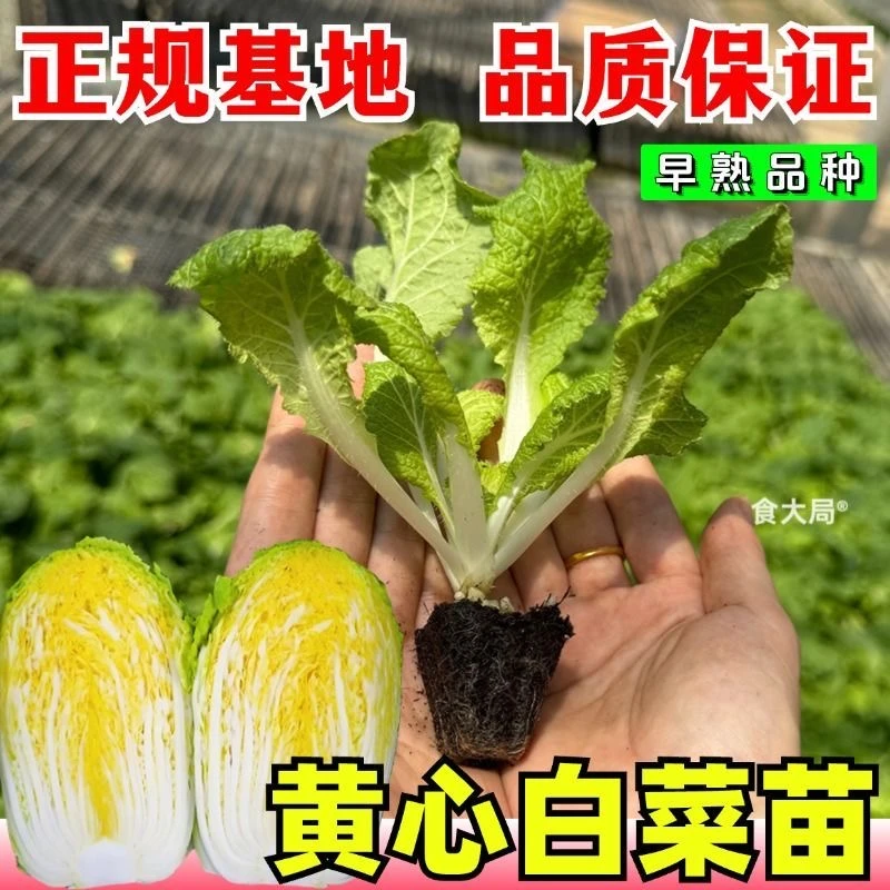 早熟黄心大白菜苗秧山东耐寒大白菜种籽苗秋冬季娃娃菜苗带土高产
