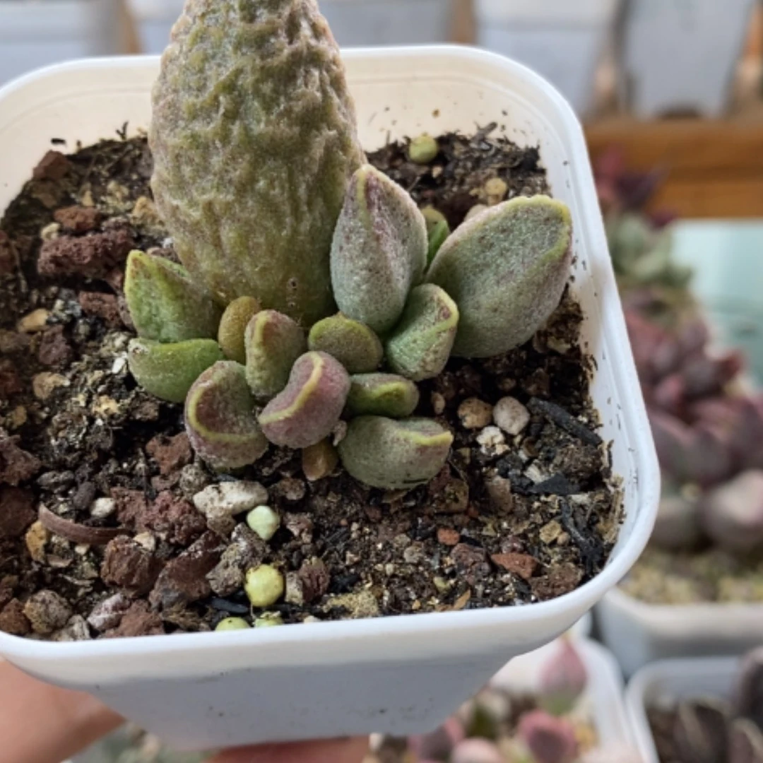 【闪购商品】无花朵蜡笔小新