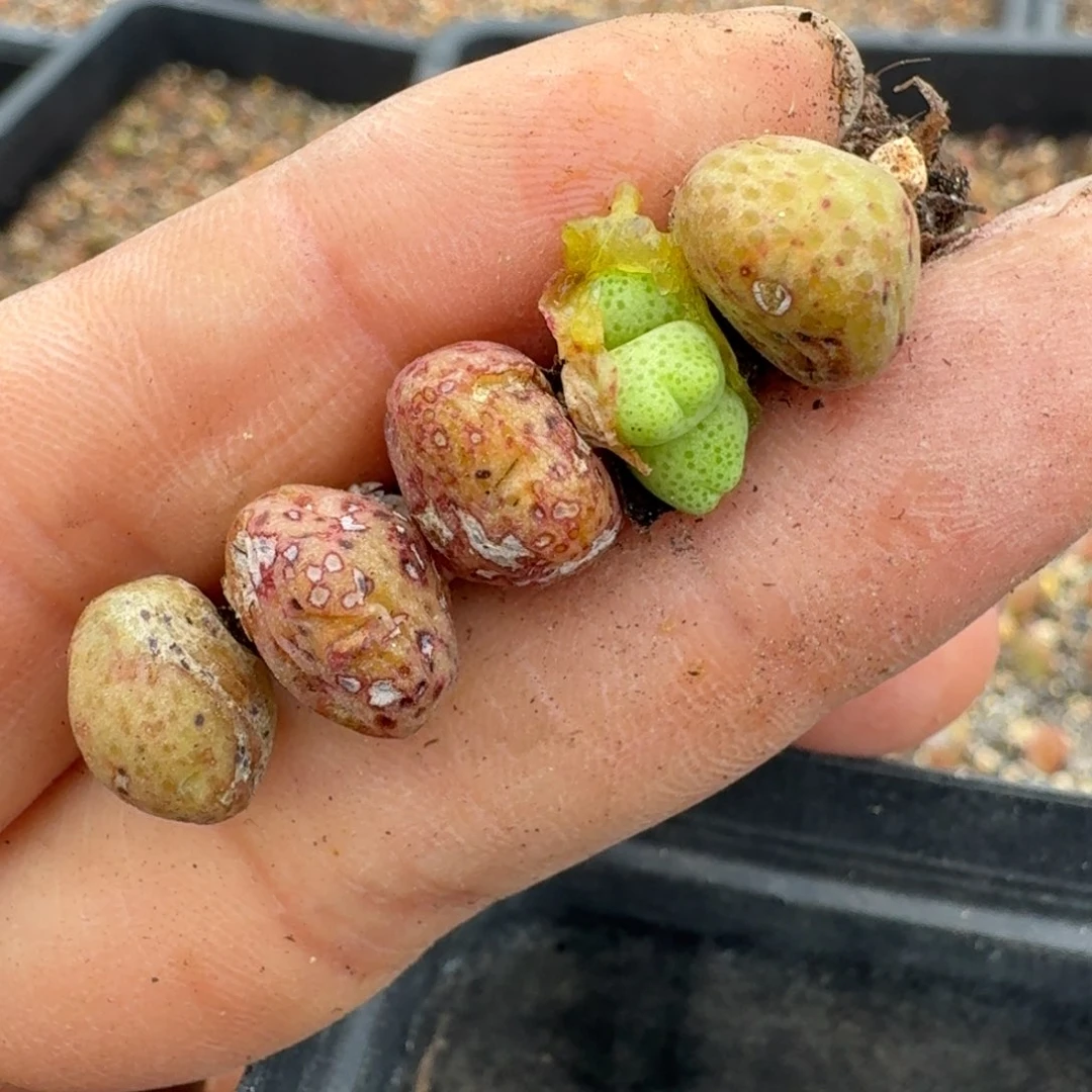 爱*毛214五颗斑马558888880