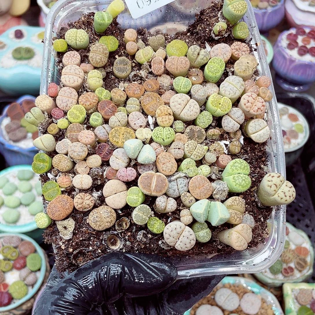 生石花18包邮0919-122