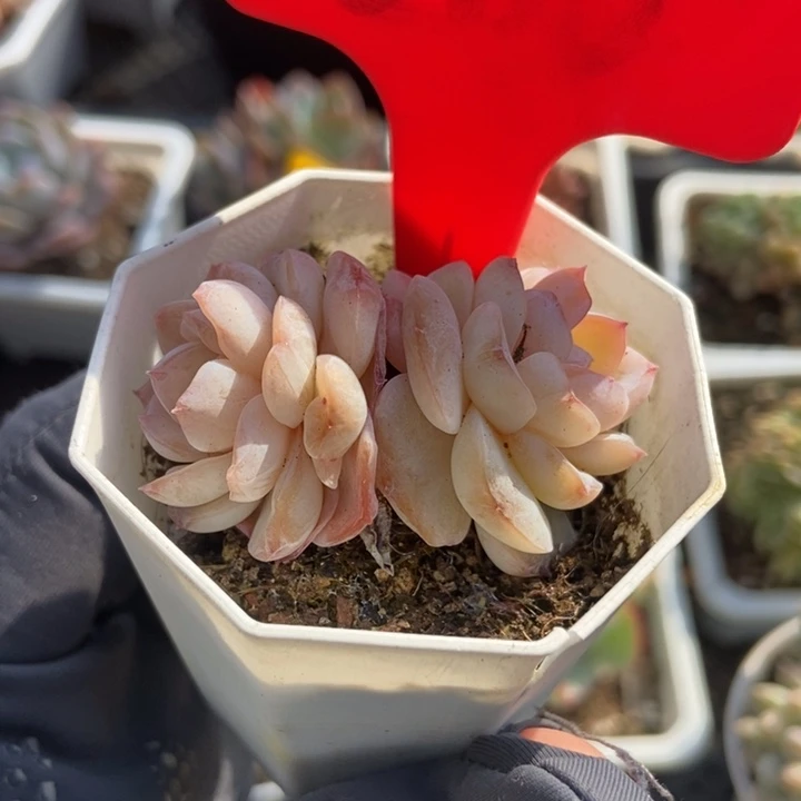 666冰魄多肉植物保护