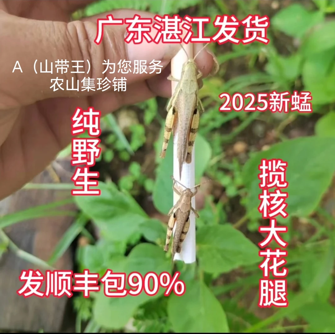 (广东湛江纯野生活体揽核大花腿)画眉鸟提性促火专用发顺丰耐养