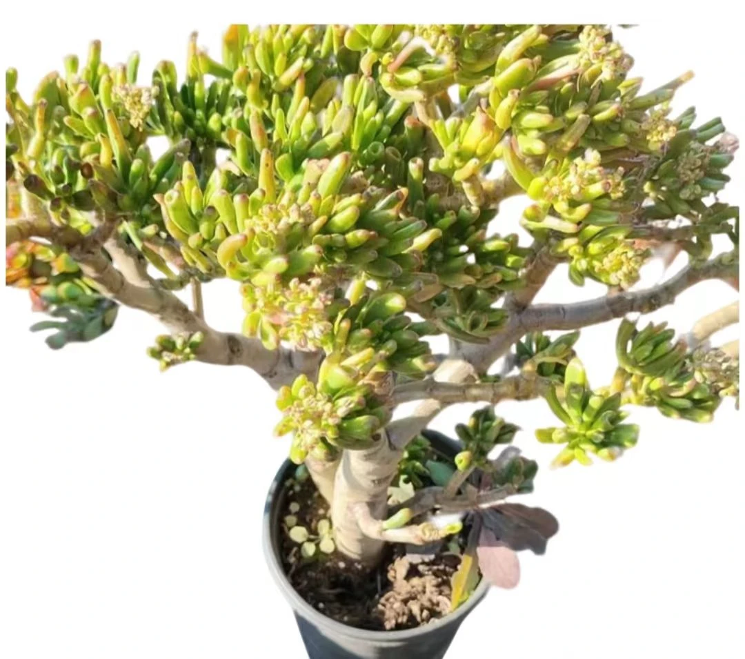 精品多肉     吸财树