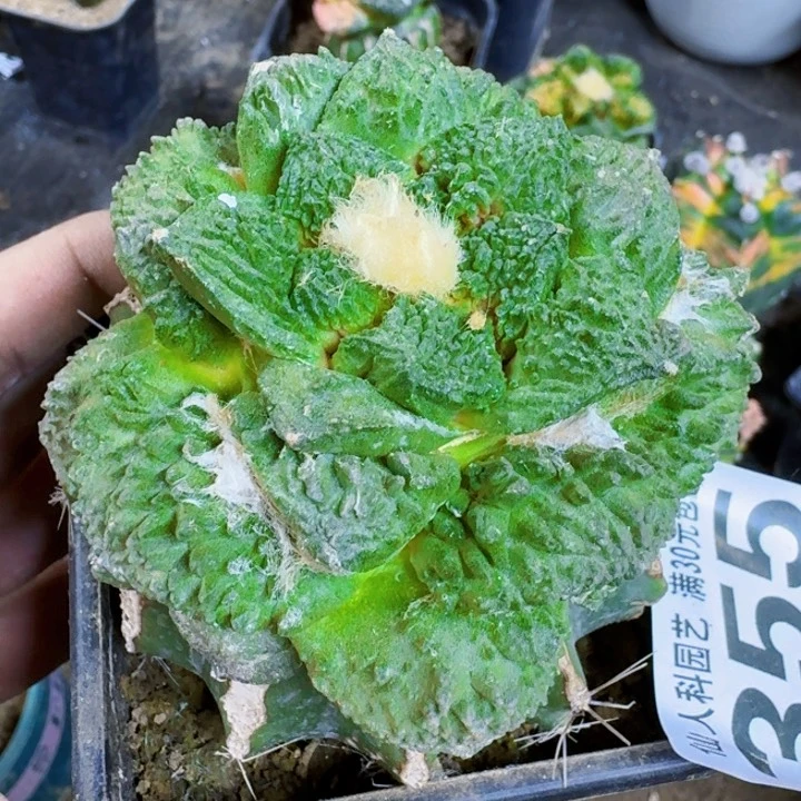 福利苗接哥怒355
