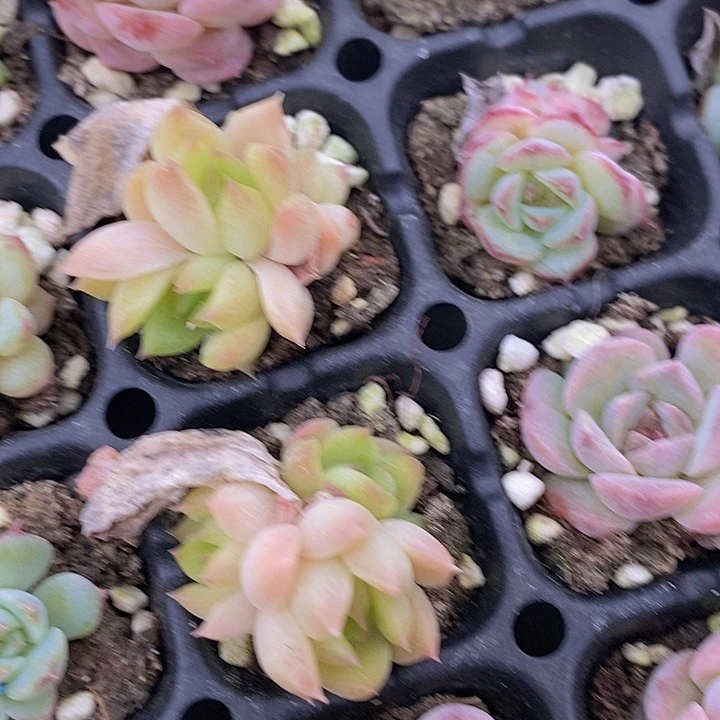 27 多肉植物盆栽花卉植物