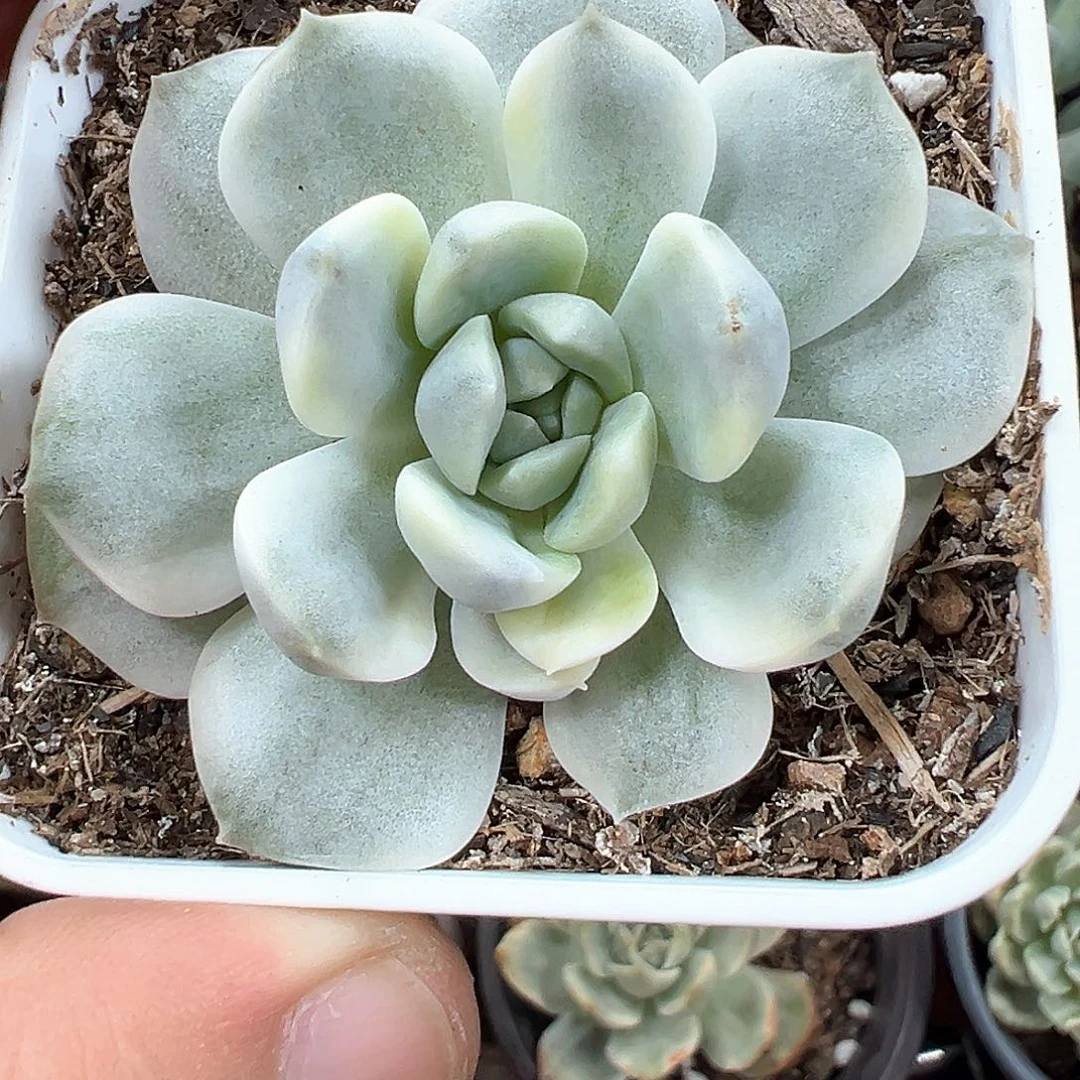 纯爱锦 小方花圃一单包邮非偏远