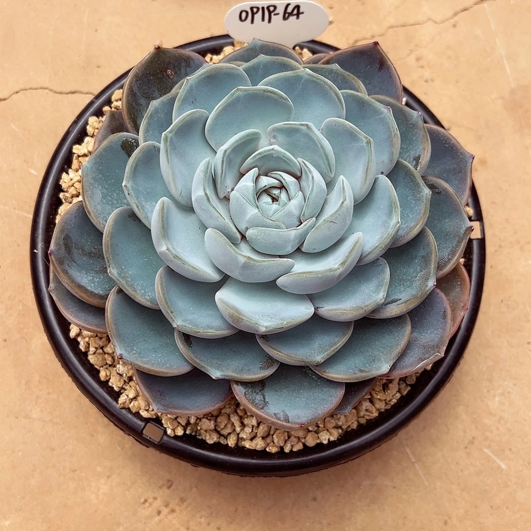 0919-64新品绝绝子（大）