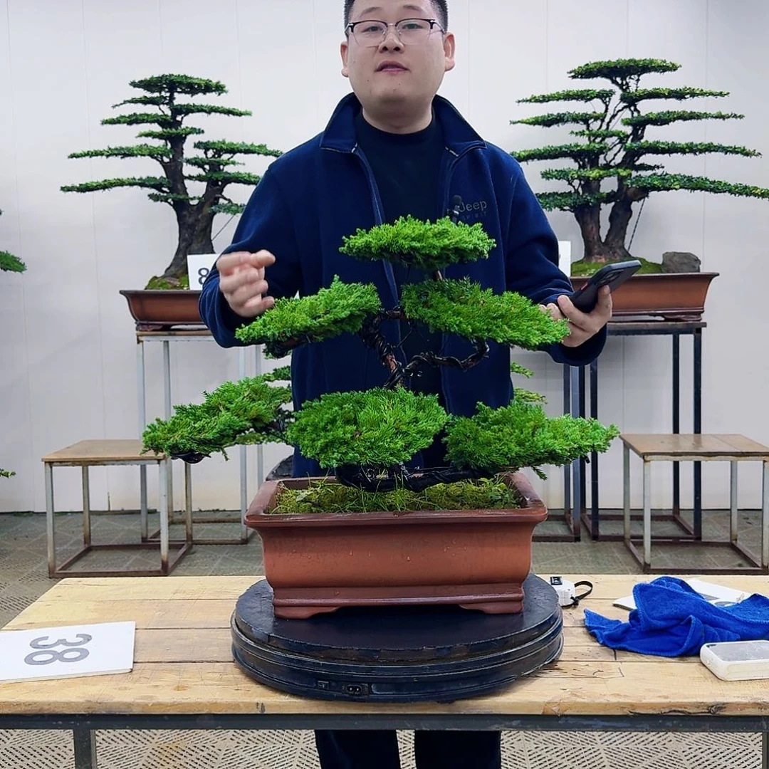 盆景柏树造型盆景