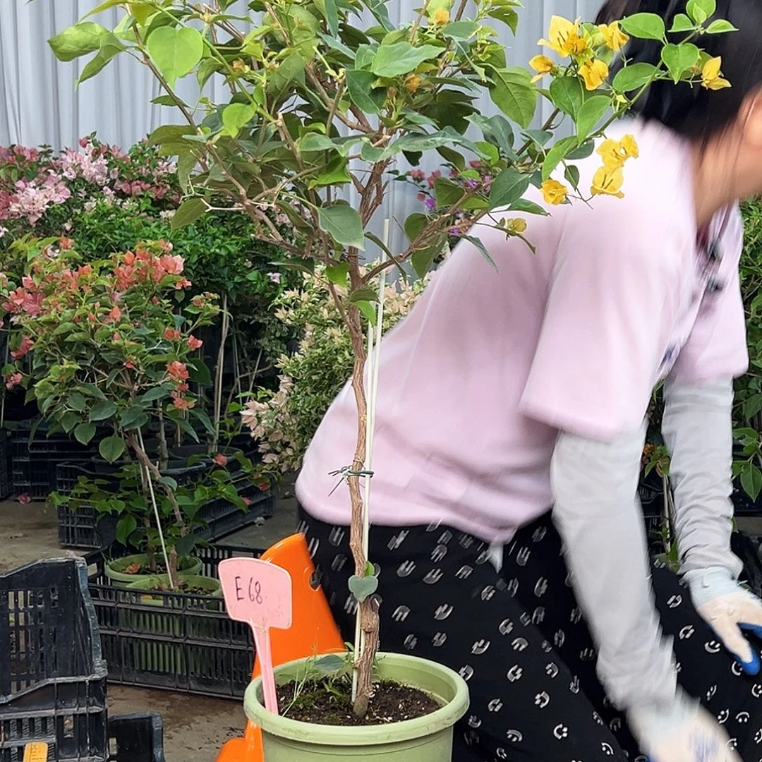 @***和大部分花苞少量开放E68金色光辉