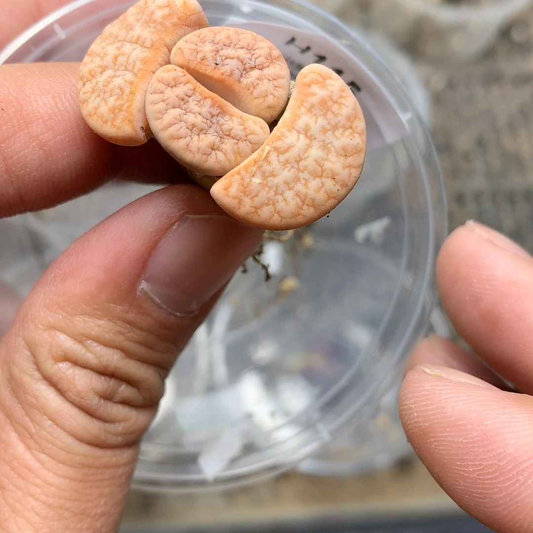 H115多肉植物保护