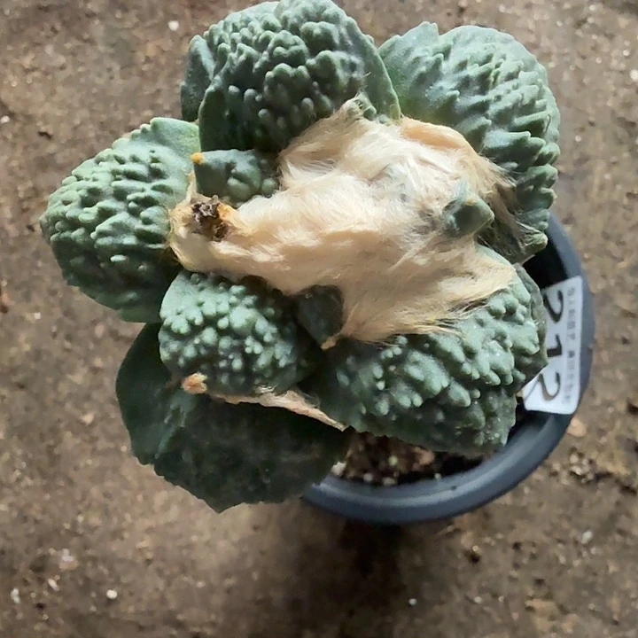 没***ɴ无花朵212哥斯拉牡丹东二