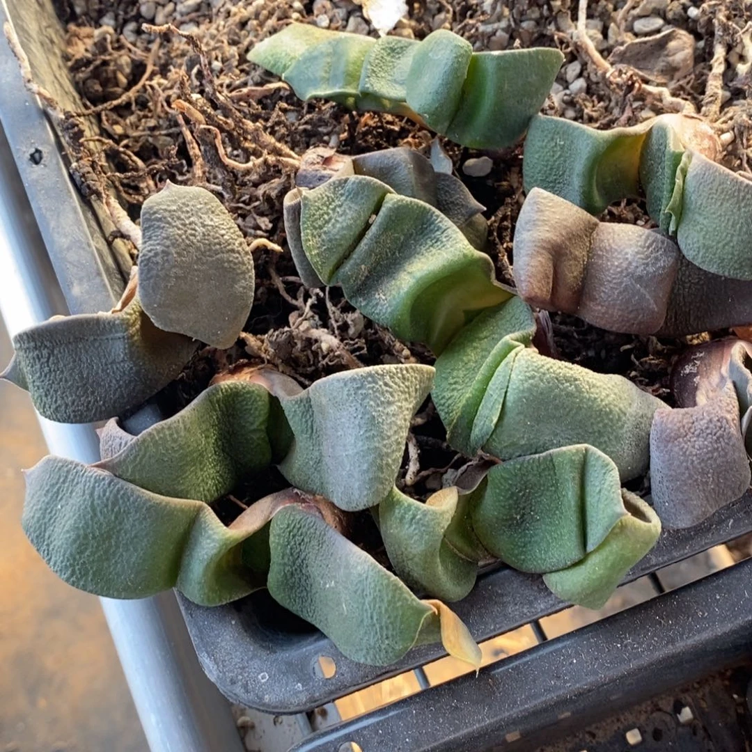 2104 一颗大军配卧牛 超级福利