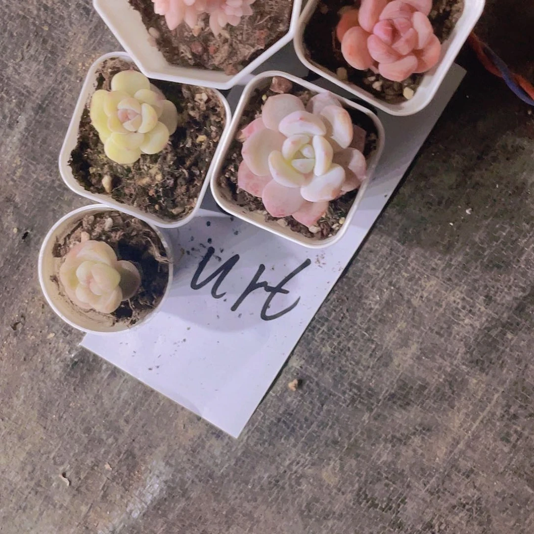 y****_酸奶姐姐一物一拍