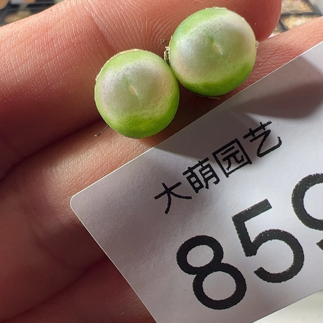 一物一拍。            859