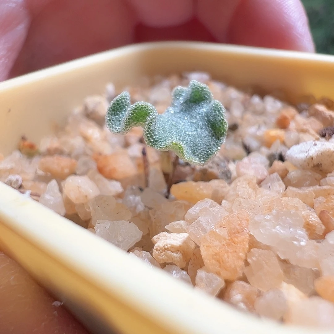 冰晶海带雾冰玉带盆发货