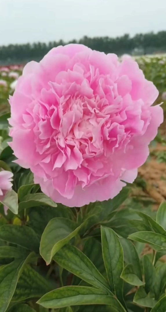 进口品种芍药【餐盘】粉蓝色~花大色艳~对版对色~基地直发~