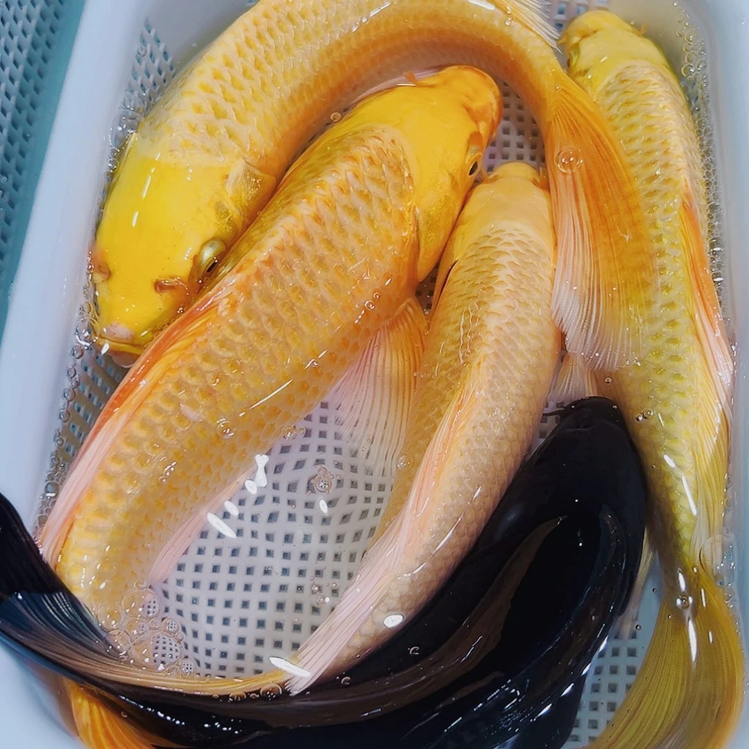 锦鲤锦鲤冷水鱼观赏鱼