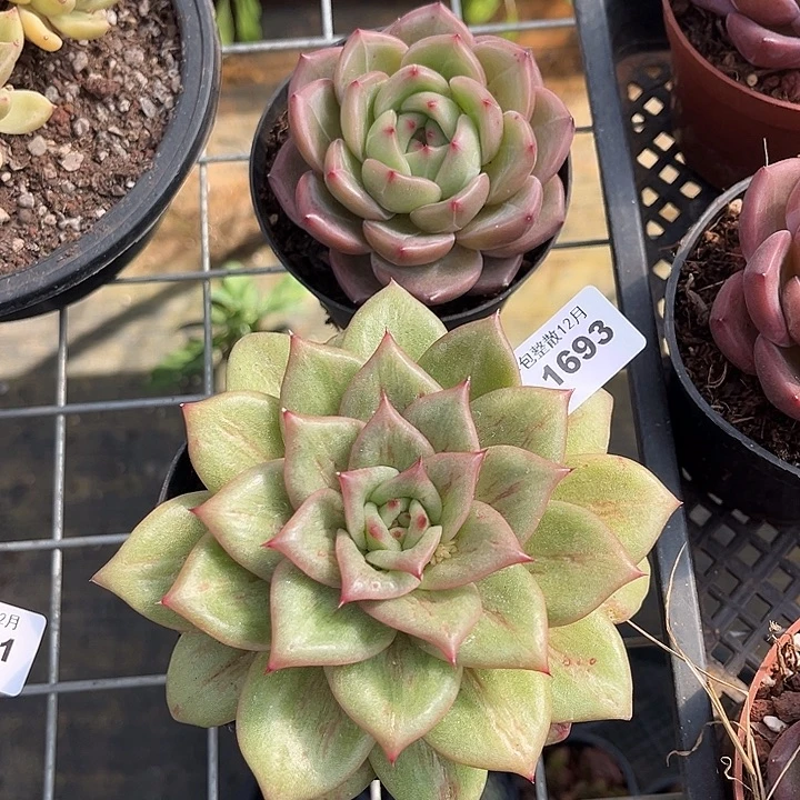 阿雅园艺。       1693两颗