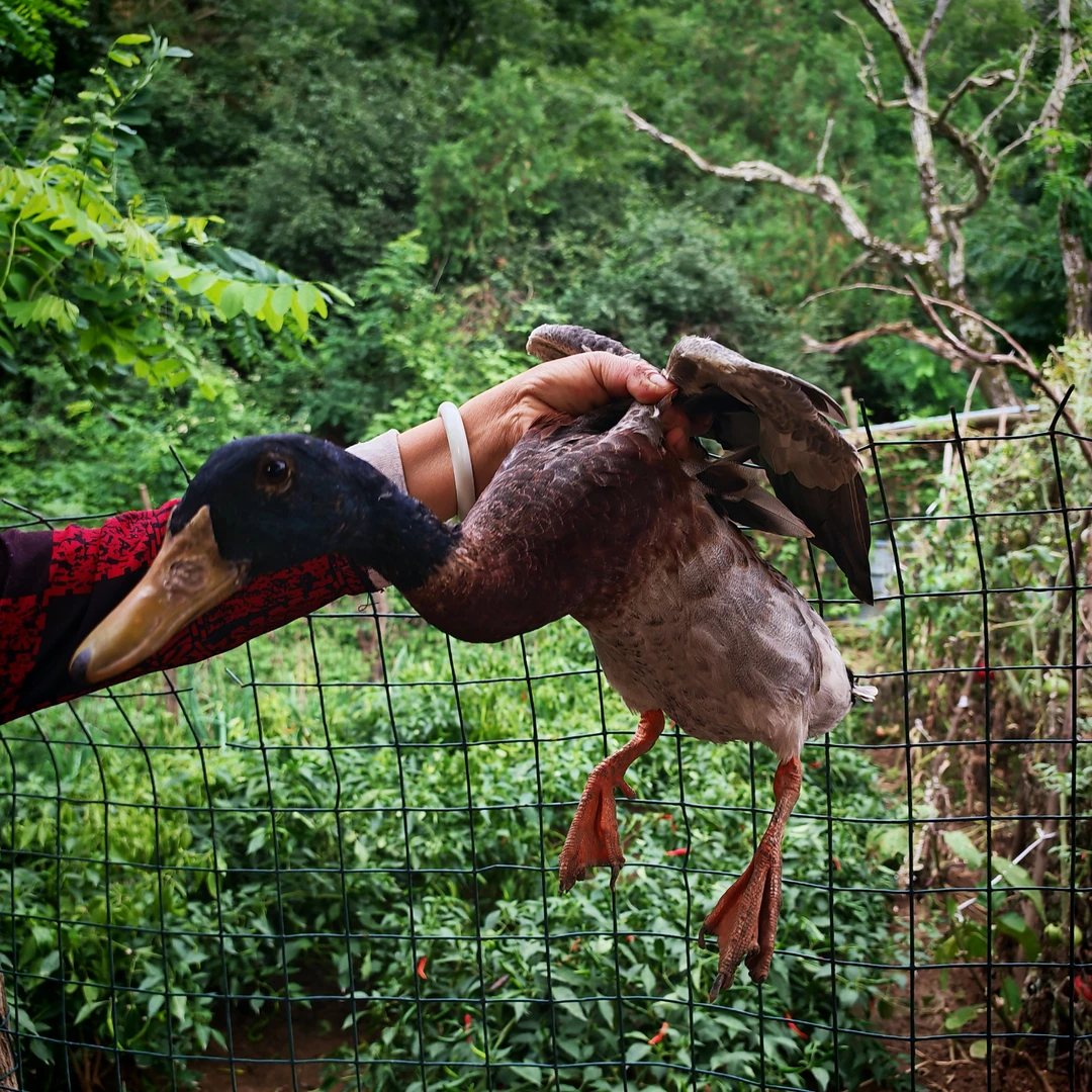 美吴珍品三年老鸭子 炖汤煲汤 肉质肥美  新鲜宰杀 顺丰包邮