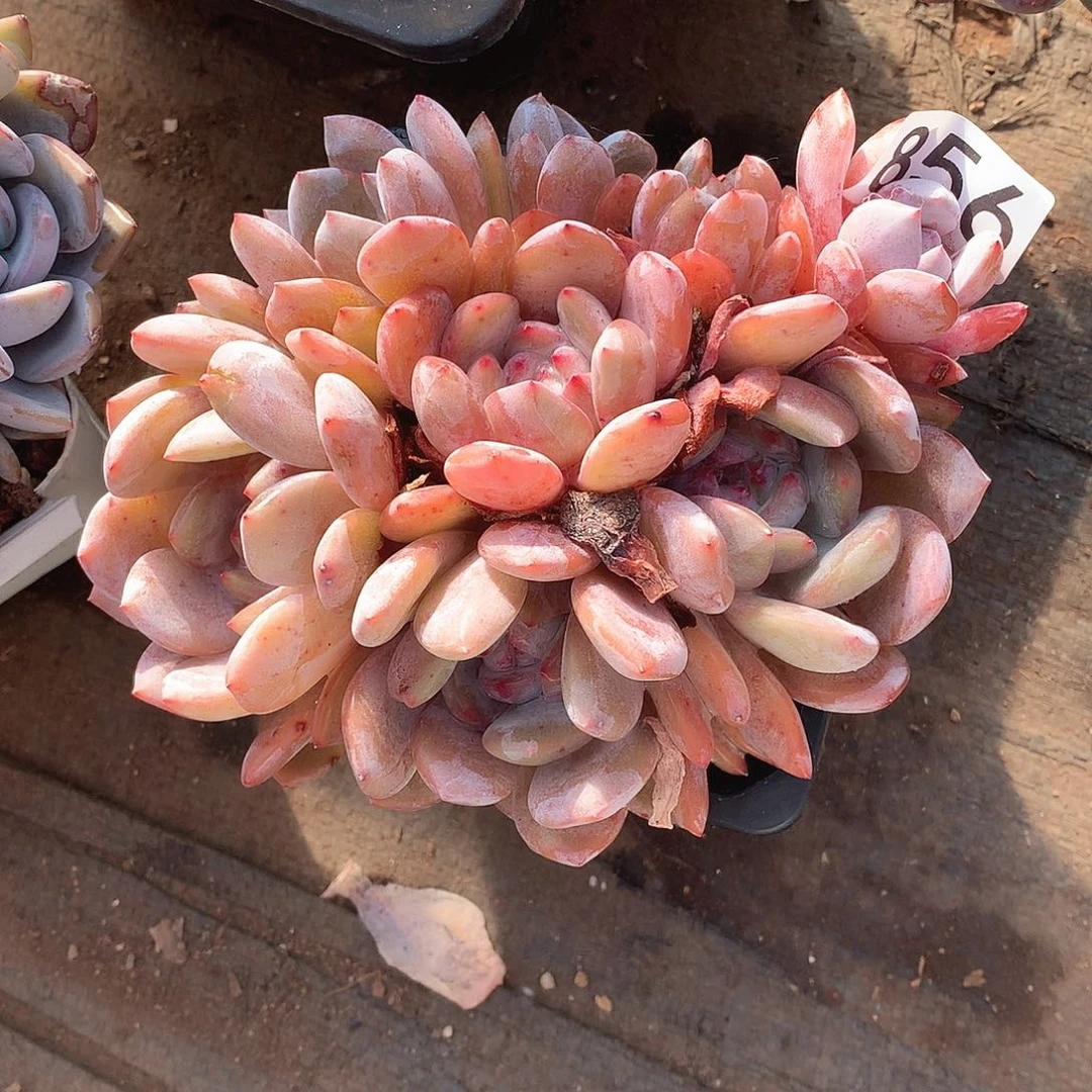 856橙子一物一拍多肉