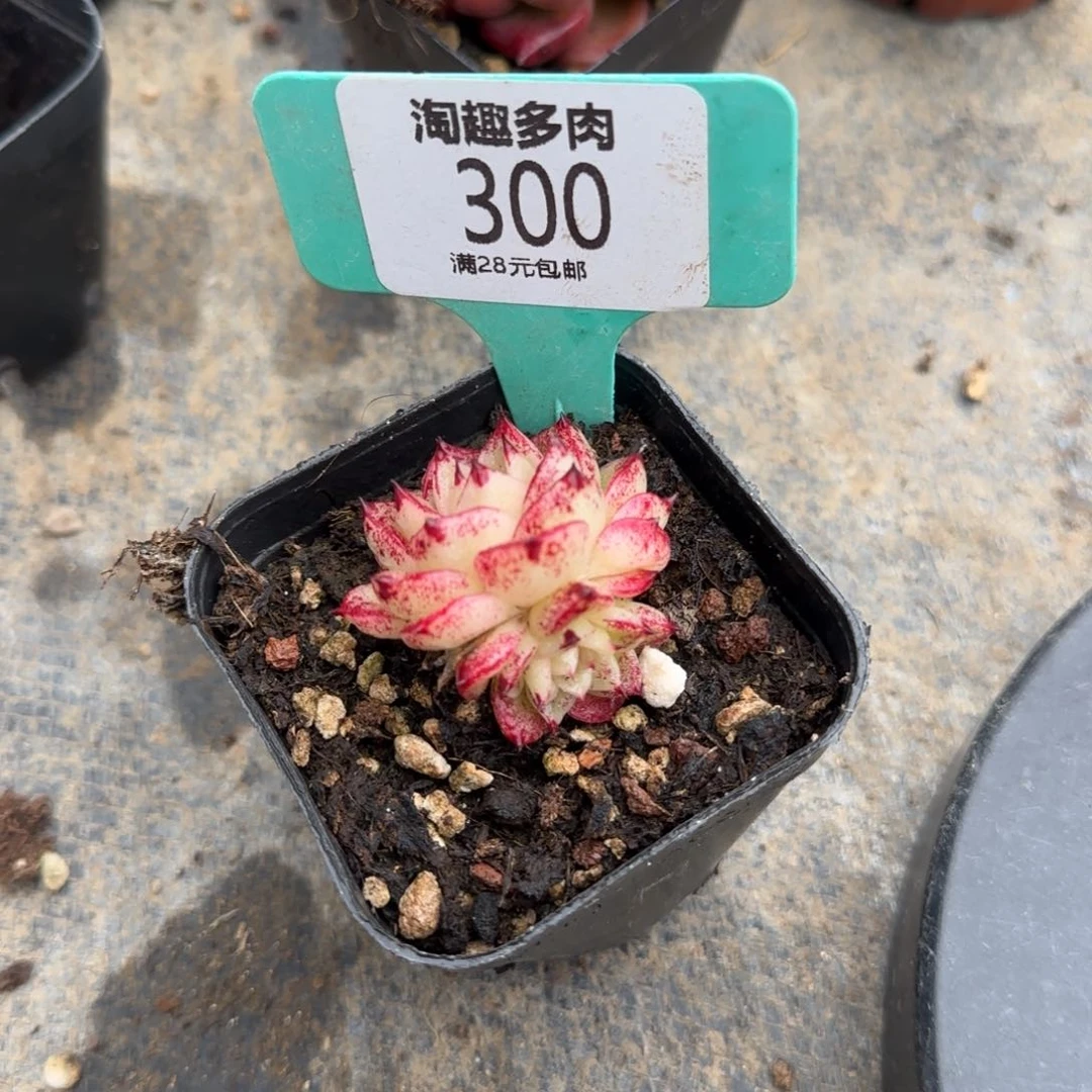 魚多肉植物脉感系列