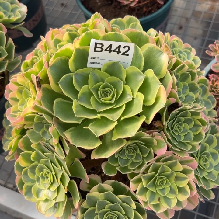 442特斯拉25厘米