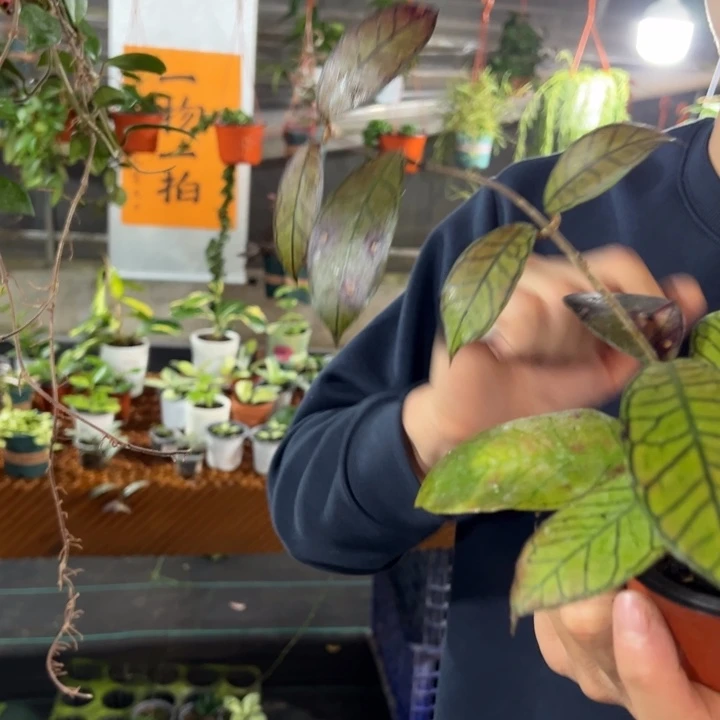 素***水无花朵象牙山球兰