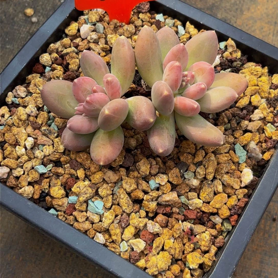 6516上午多肉植物群生