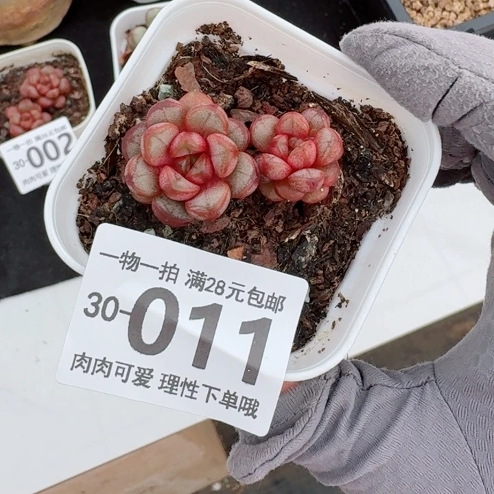 葡萄多肉多肉植物多肉多肉多