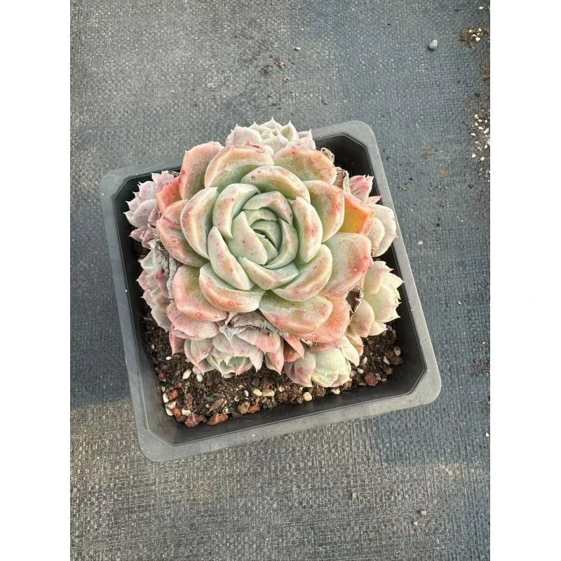 15#老桩橄榄树多肉植物 前男友精品多肉