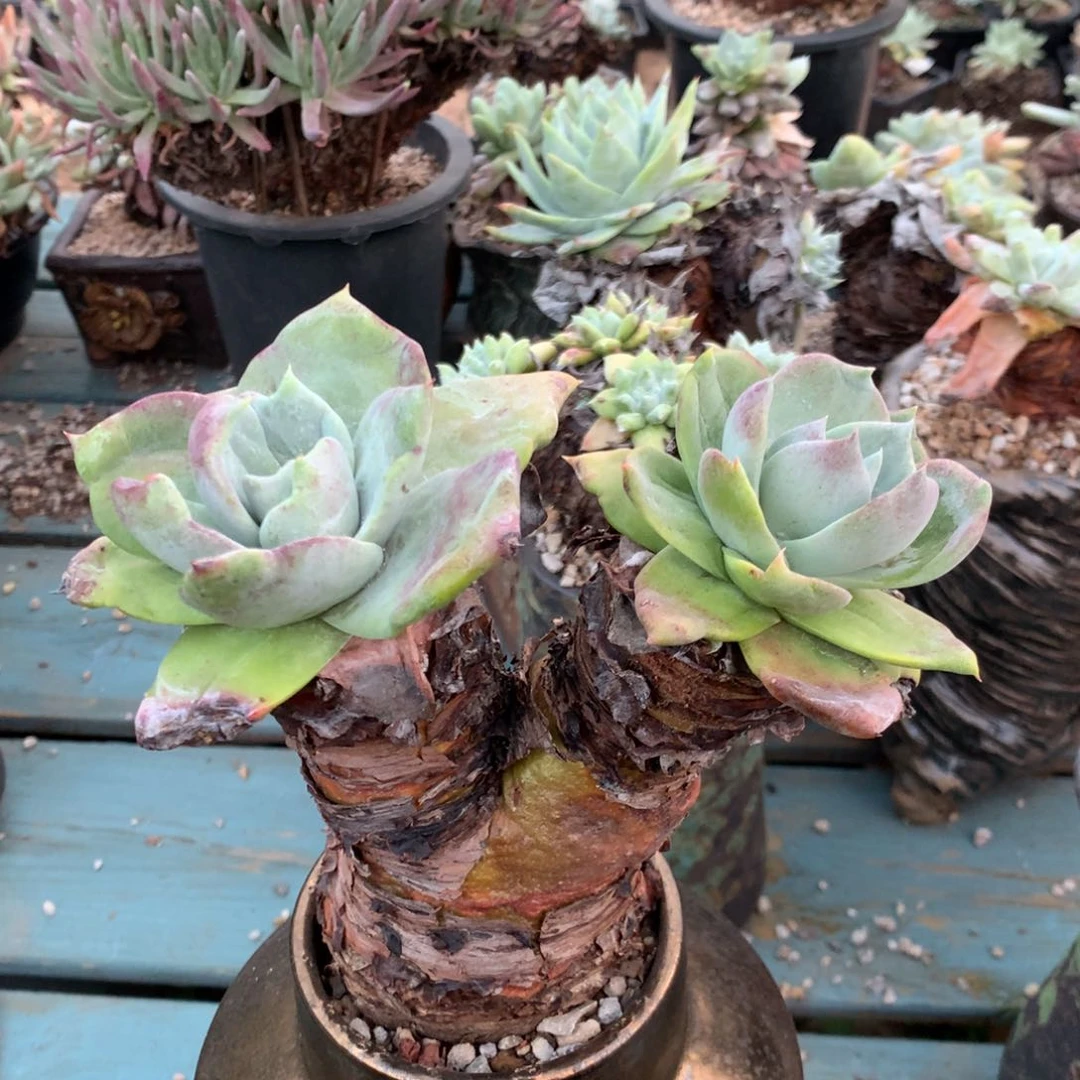 甜****y个体杂交老桩，多肉植物