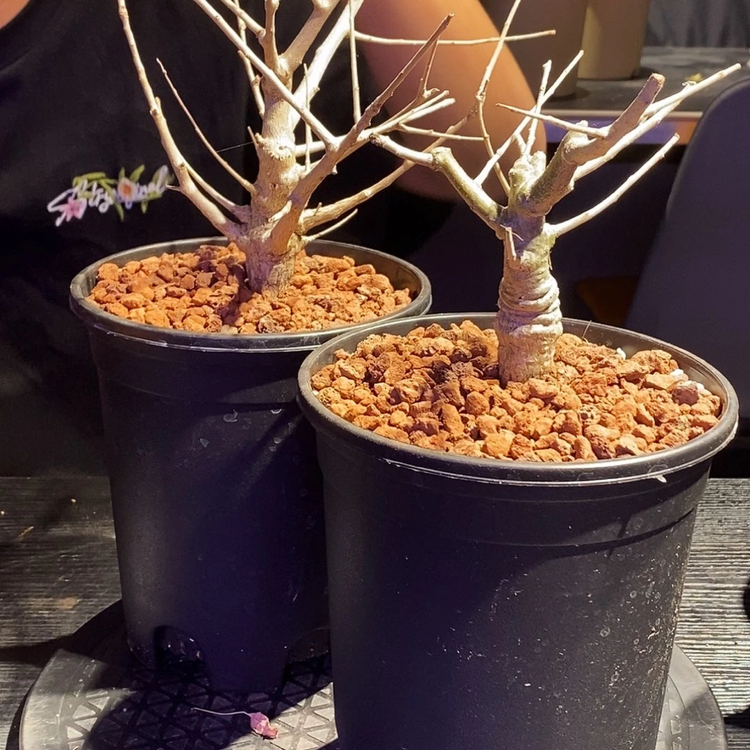 尼勒达乳香实生一个