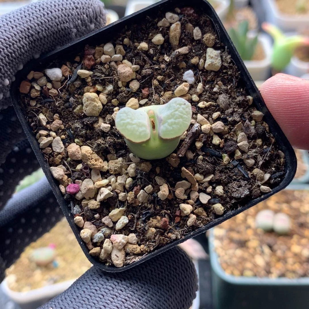 704磁铁风铃一颗