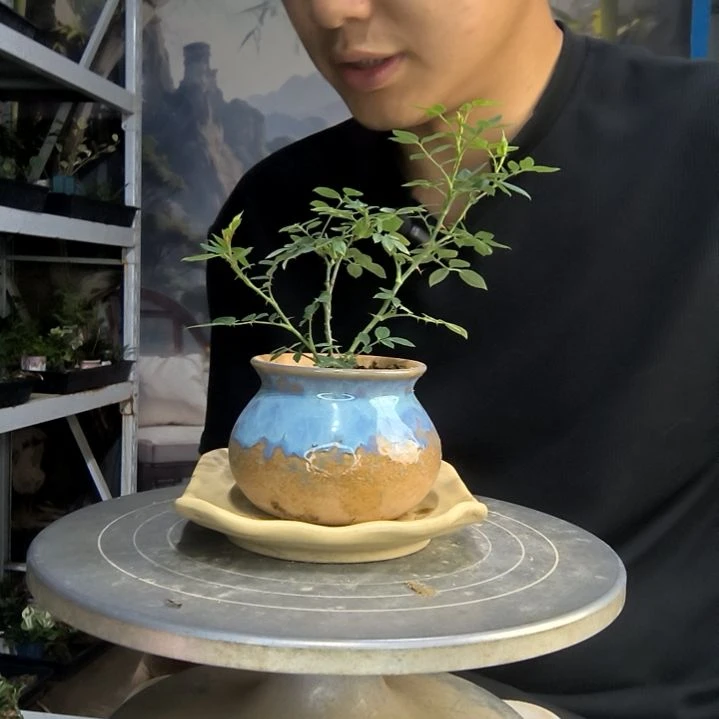 樂*中青园艺一物一拍300