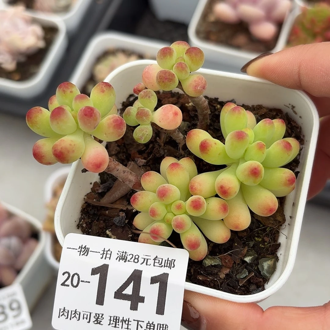 果冻乙女心无盆土发货