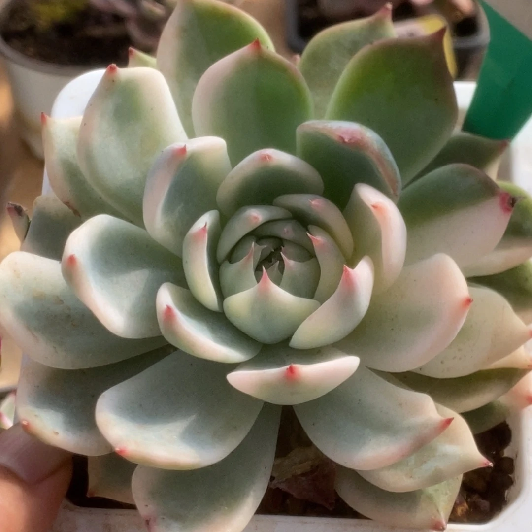 759锦锦锦锦锦锦锦锦锦