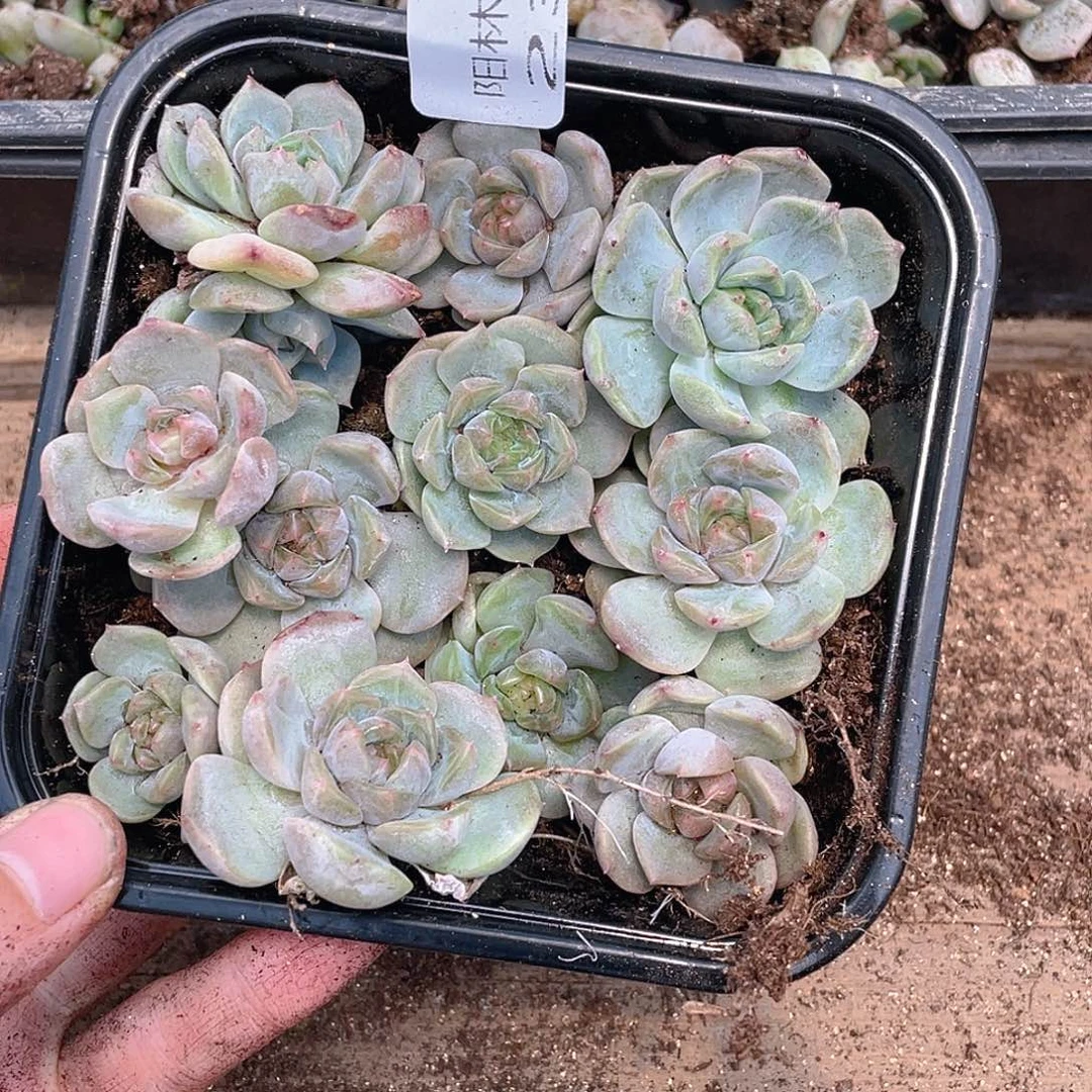 多肉植物多肉植物235