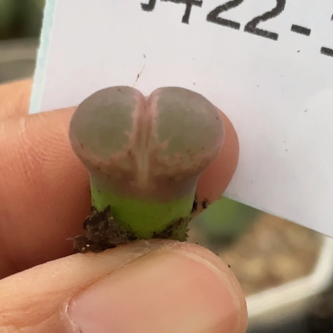 22-147风铃多肉植物