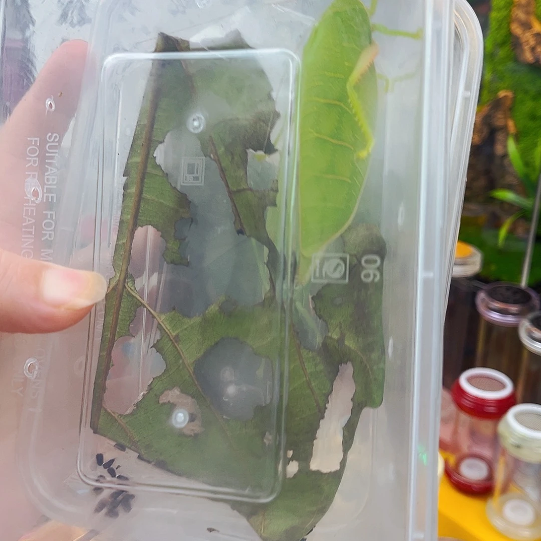 两个全品冠脉拍拍拍