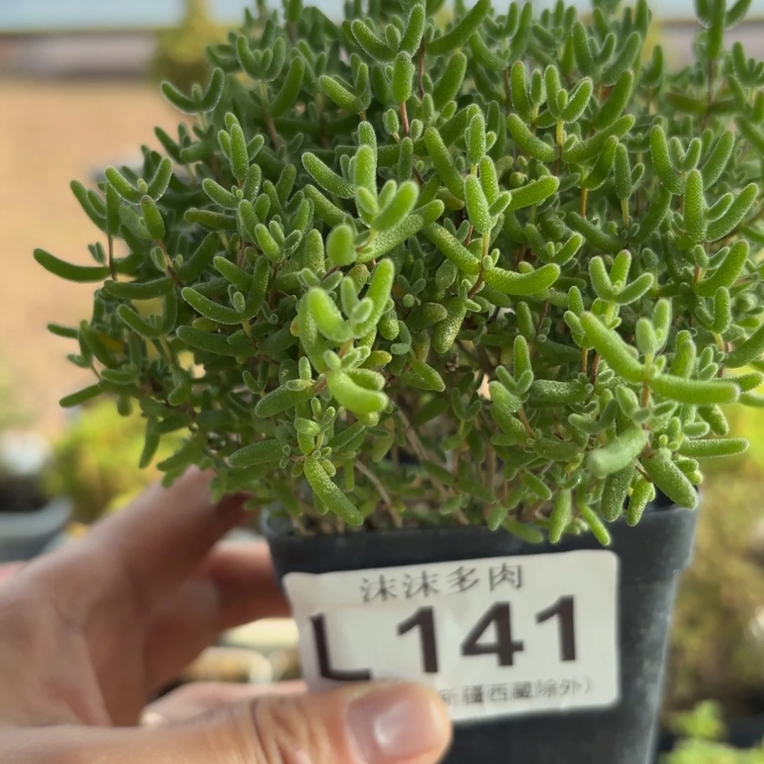 141开播福利蜜橘糖球