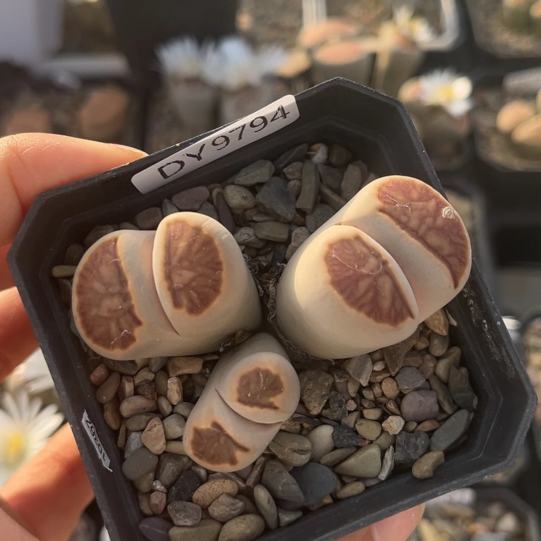 一物一拍菊母本9794