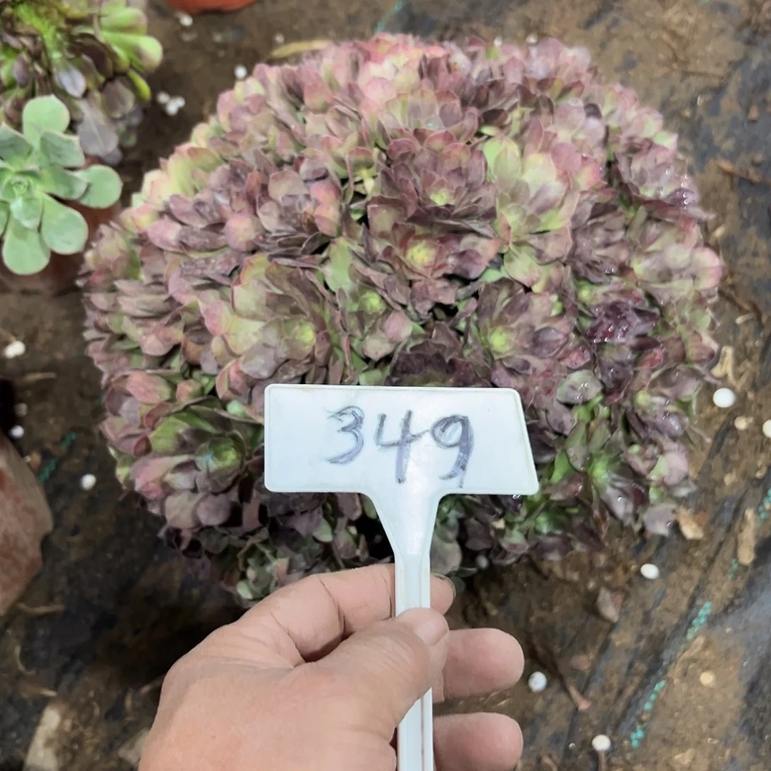 多肉植物紫罗兰法师349