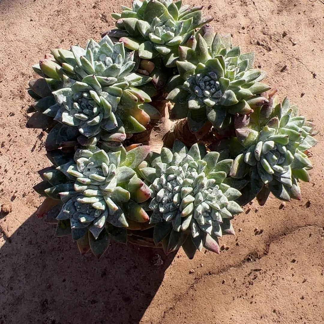 4344苹果叶白雪仙女杯